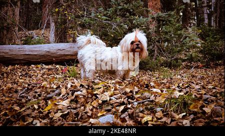 Der Shih Tzu in einem Herbstwald in Colorado, USA Stockfoto