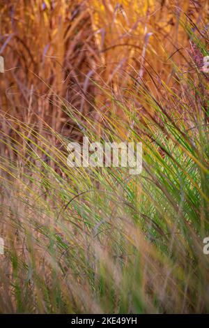 Nahaufnahme auf grünem, dekorativen Gras. Unscharfes, gelbes, hohes Gras im Hintergrund. Erstaunliches Blumenbild. Stockfoto