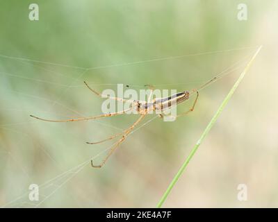 Lang gekielter Orb Weaver Spider, Tetragnatha extensa, ausgewachsene Spinne auf ihrem Netz auf einem Grasstamm Norfolk June Stockfoto