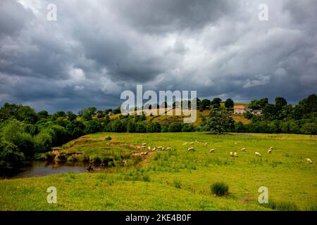 Im North York Moors National Park Yorkshire England UK weiden Schafe unter stürmischem Himmel in der Nähe von Danby auf Ackerland. Stockfoto