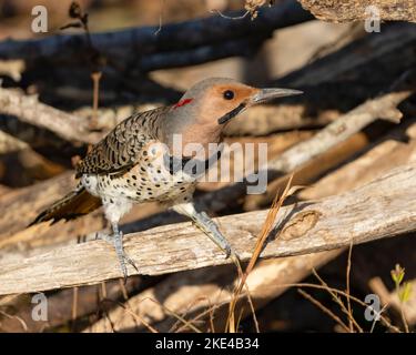 Eine Nahaufnahme eines Northern Flicker Vogels Stockfoto