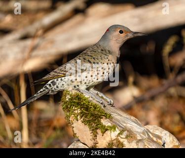 Eine Nahaufnahme eines Northern Flicker Vogels Stockfoto