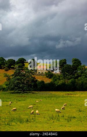Im North York Moors National Park Yorkshire England UK weiden Schafe unter stürmischem Himmel in der Nähe von Danby auf Ackerland. Stockfoto