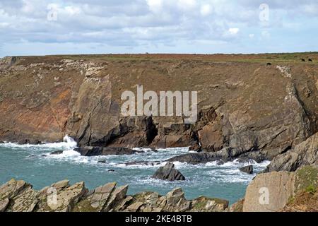 Blick auf den Pembrokeshire Coast Deer Park mit walisischen schwarzen Rindern, die am steilen Hang des Ufers und des Meeres unterhalb von West Wales grasen Stockfoto