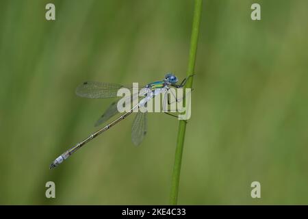 Natürliche Nahaufnahme einer bunten, blau-grünen Libelle, Lestes dryas Stockfoto