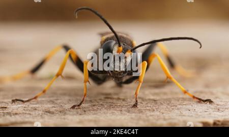 Eine Makrofokussierung einer gelben Schlammtaubenwespe (Sceliphron Caementarium) auf einer hölzernen Oberfläche Stockfoto