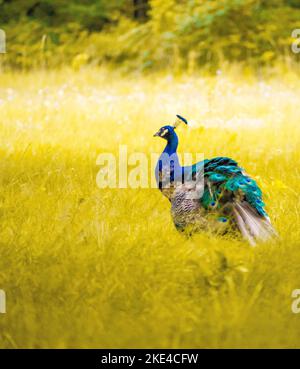 Eine vertikale Aufnahme eines schönen Pfaus (Pavo cristatus) in einem Feld auf dem unscharfen Hintergrund Stockfoto