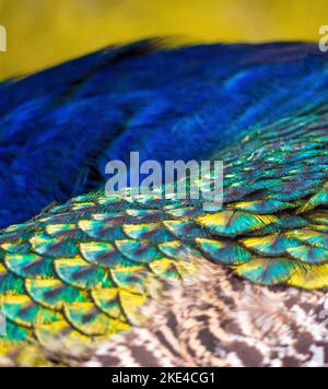 Nahaufnahme der schönen Federn eines Pfaus (Pavo cristatus) auf dem verschwommenen Hintergrund Stockfoto