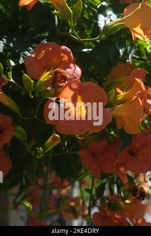 Eine vertikale Nahaufnahme der chinesischen Trompetenrebe bei Tageslicht Stockfoto