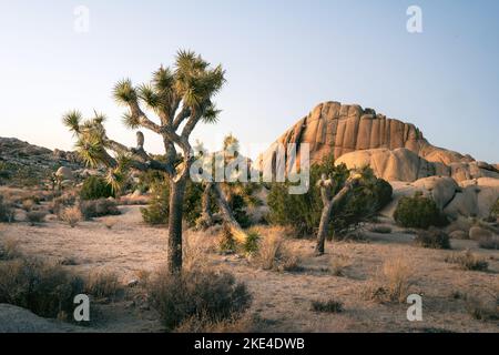 Eine mystische Landschaft mit Bäumen und Felsen im Joshua Tree National Park, fotografiert nach Sonnenuntergang in intensiven Farben Stockfoto