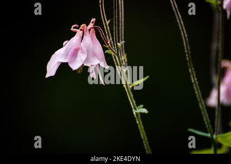 Eine selektive Fokusaufnahme einer rosa Glockenblume auf schwarzem Hintergrund Stockfoto