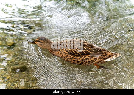 Entenschwimmen auf einem See in Bayern. Stockfoto