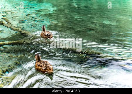 Enten schwimmen auf einem See in Bayern. Stockfoto