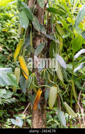 Vanillepflanze im Dschungel von Bali, Indonesien. Umgeben von Blättern. Stockfoto