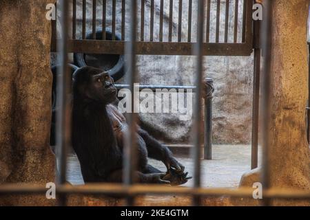 Bangkok, Thailand. 10.. November 2022. Bua Noi, 34 Jahre alt und der letzte lebende Gorilla in Thailand, gesehen im Käfig des Pata Zoos. Der PATA Zoo war der erste private Zoo in Bangkok, der 1983 begann und sich auf der 6.. Und 7.. Etage des Kaufhauses Pata befand. Der Höhepunkt dieses Zoos in dem 34 Jahre alten Gorilla, der der erste Gorilla in Thailand war und der letzte ist jetzt gegangen. Kredit: SOPA Images Limited/Alamy Live Nachrichten Stockfoto