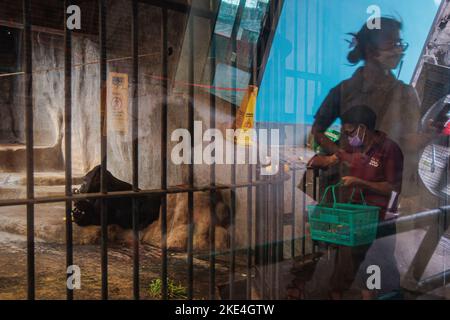 Bangkok, Thailand. 10.. November 2022. Bua Noi, 34 Jahre alt und der letzte Gorilla lebt in Thailand, gesehen während ihrer Fütterungszeit im Käfig des Pata Zoos. Der PATA Zoo war der erste private Zoo in Bangkok, der 1983 begann und sich auf der 6.. Und 7.. Etage des Kaufhauses Pata befand. Der Höhepunkt dieses Zoos in dem 34 Jahre alten Gorilla, der der erste Gorilla in Thailand war und der letzte ist jetzt gegangen. Kredit: SOPA Images Limited/Alamy Live Nachrichten Stockfoto