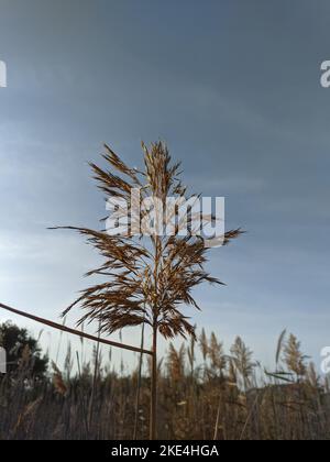 Ein flacher Fokus von Phragmites australis in einem Feld gegen blauen Himmel Stockfoto