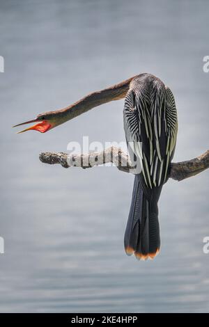 Eine vertikale Aufnahme eines Anhinga-Vogels, der auf einem Zweig auf der Suche nach Fischen in einem Teich thront Stockfoto