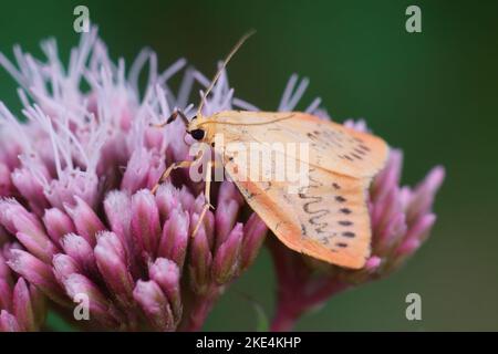 Nahaufnahme einer Rosy-Fußmann-Motte (Miltochrista miniata) auf einer rosa Blume und unscharfem Hintergrund Stockfoto