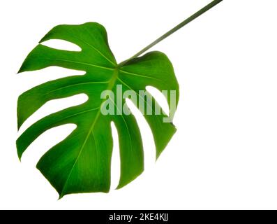 Isolate Dunkel grüne Monstera große Blätter auf weißem Hintergrund Stockfoto