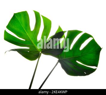 Zwei isolierte dunkelgrüne Monstera große Blätter auf weißem Hintergrund Stockfoto