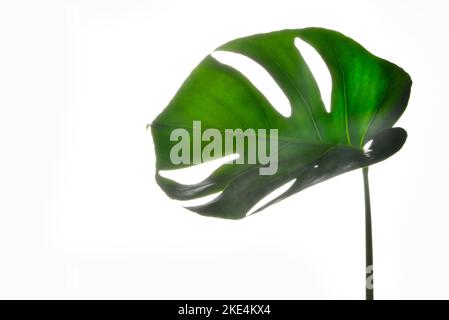 Isolate Dunkel grüne Monstera große Blätter auf weißem Hintergrund Stockfoto