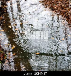 Regentropfen fallen an einem grauen Herbsttag in eine große Pfütze, die voller orangefarbener und brauner Blätter ist. Stockfoto