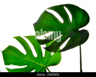 Zwei isolierte dunkelgrüne Monstera große Blätter auf weißem Hintergrund Stockfoto