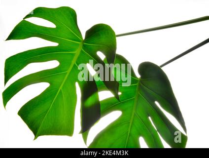 Zwei isolierte dunkelgrüne Monstera große Blätter auf weißem Hintergrund Stockfoto