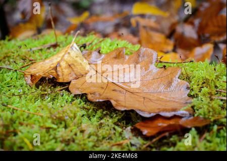 Einige braune und orange Herbstblätter liegen an einem regnerischen Tag nass im Regen auf frischem Moos im Wald. Stockfoto