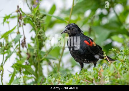 Eine erstaunliche Aufnahme einer Rotflügelamsel (Agelaius phoeniceus), die inmitten grüner Blätter thront Stockfoto