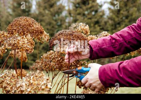 Eine Person hat vor dem Winter alte Hortensien-Blüten abgeschnitten. Herbstgartenarbeitskonzept. Stockfoto