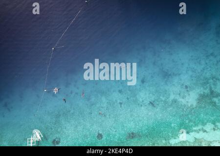 Whalesharks schwimmen in Ozeandrohnen-Luftaufnahmen Cebu Philippinen Stockfoto