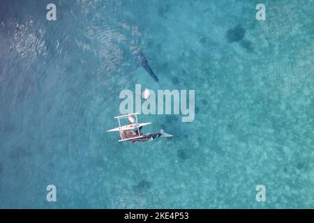 Whalesharks schwimmen in Ozeandrohnen-Luftaufnahmen Cebu Philippinen Stockfoto