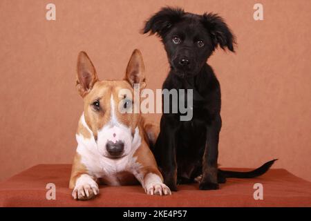 Miniatur Bull Terrier und Mongrel Welpen Stockfoto