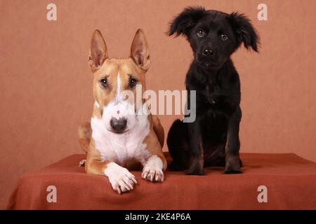 Miniatur Bull Terrier und Mongrel Welpen Stockfoto