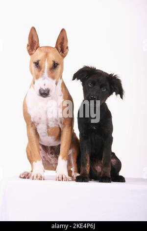 Miniatur Bull Terrier und Mongrel Welpen Stockfoto