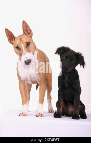 Miniatur Bull Terrier und Mongrel Welpen Stockfoto