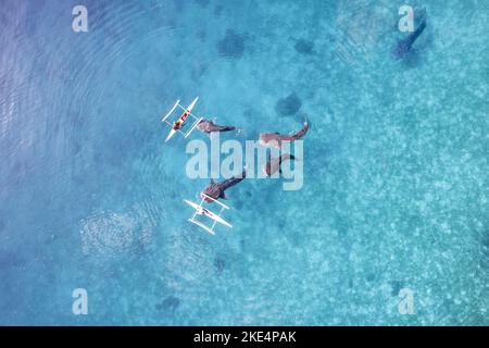 Whalesharks schwimmen in Ozeandrohnen-Luftaufnahmen Cebu Philippinen Stockfoto