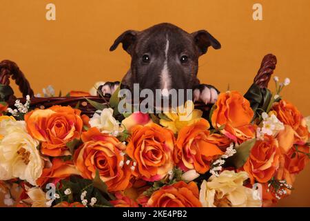 Miniatur-Stier-Terrier-Welpe Stockfoto