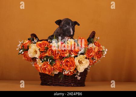 Miniatur-Stier-Terrier-Welpe Stockfoto