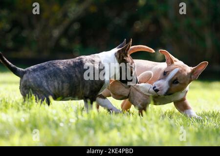 Miniatur Bull Terrier Welpen Stockfoto