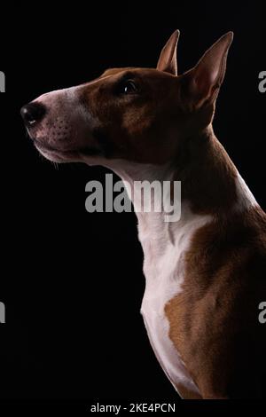 Miniatur Bullterrier Portrait Stockfoto