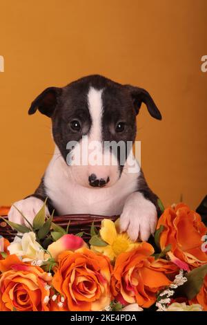 Miniatur-Stier-Terrier-Welpe Stockfoto