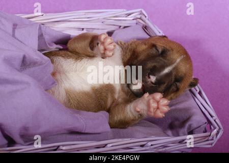 Miniatur-Stier-Terrier-Welpe Stockfoto