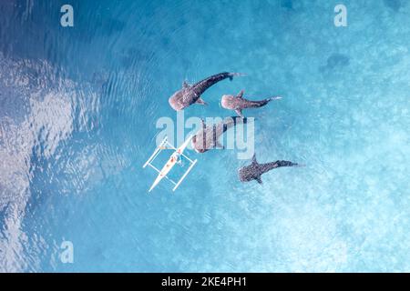 Whalesharks schwimmen in Ozeandrohnen-Luftaufnahmen Cebu Philippinen Stockfoto