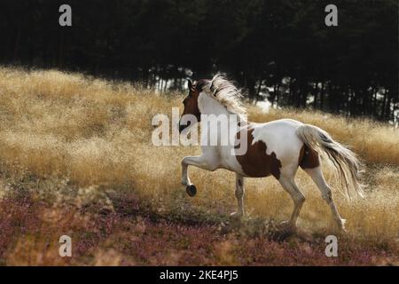 Barocker Pinto im Sommer Stockfoto