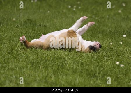 Miniatur-Stier-Terrier-Welpe Stockfoto