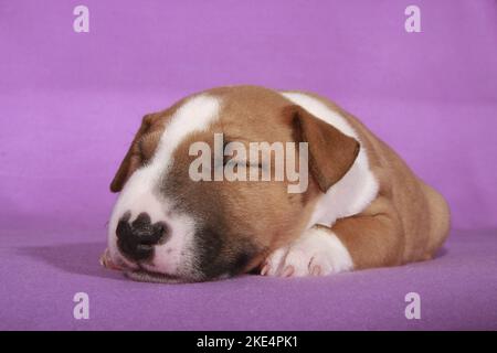 Miniatur-Stier-Terrier-Welpe Stockfoto