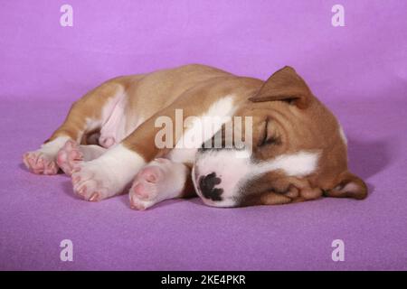 Miniatur-Stier-Terrier-Welpe Stockfoto